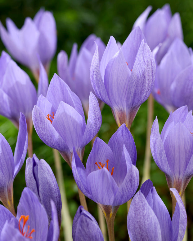 Crocus 'Semedo'