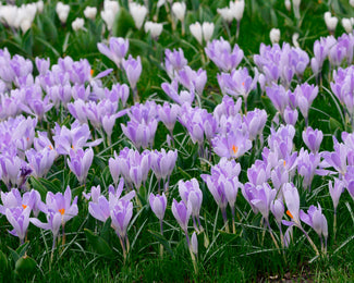 Crocus 'Vanguard' Crocus 'Vanguard'
