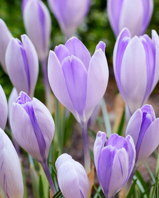Crocus 'Vanguard' Crocus 'Vanguard'