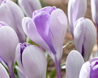 Crocus 'Whale Shark' Crocus 'Whale Shark'