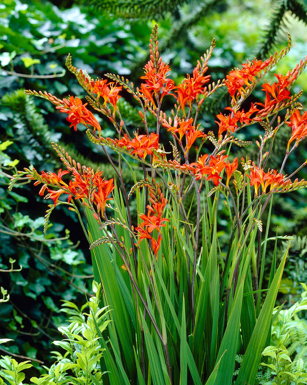 Crocosmia 'Mistral'