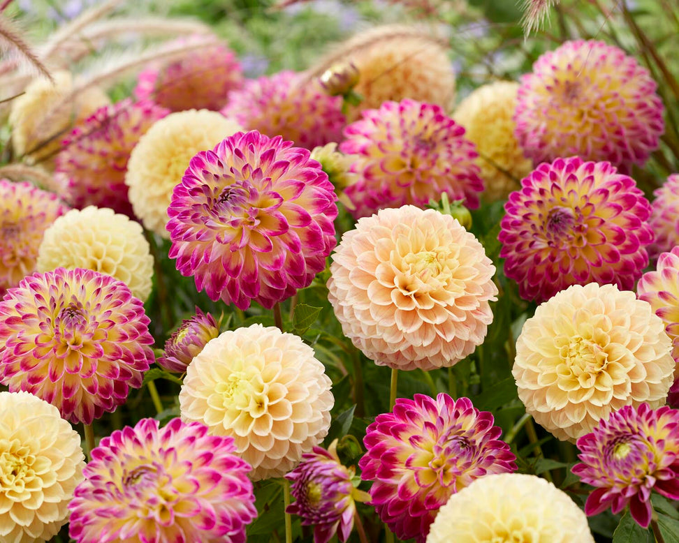 Dahlia 'Hapet Daydream'