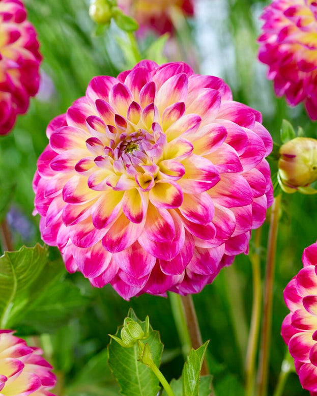Dahlia 'Hapet Daydream'
