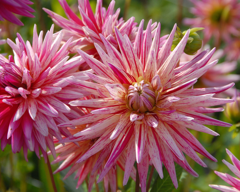 Dahlia 'Alain Mimoun'