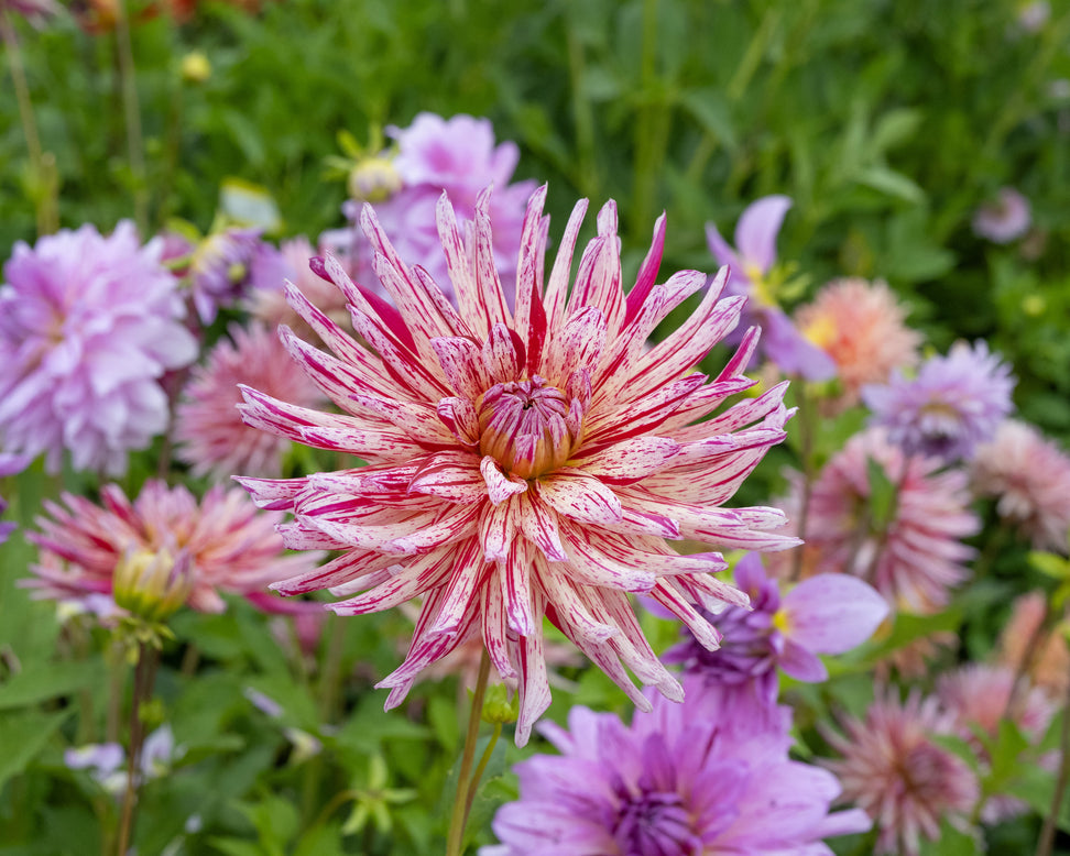 Dahlia 'Alain Mimoun'