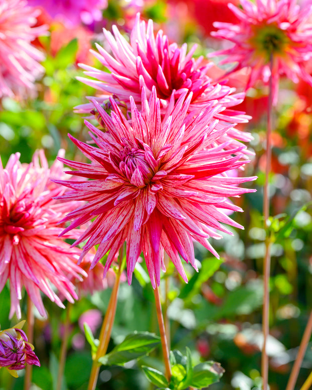 Dahlia 'Alain Mimoun'