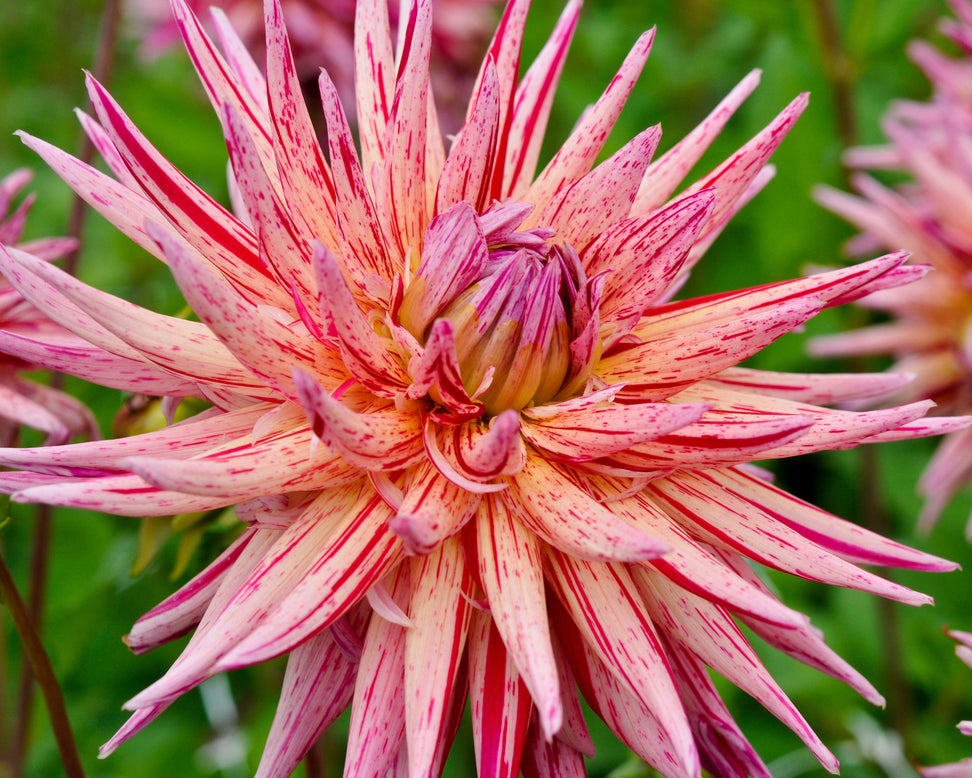 Dahlia 'Alain Mimoun'