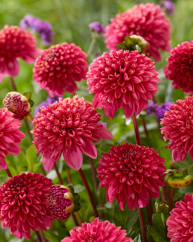 Dahlia 'Alyshia'