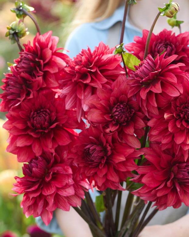 Person holding a bouquet of red dahlias with a blurred background