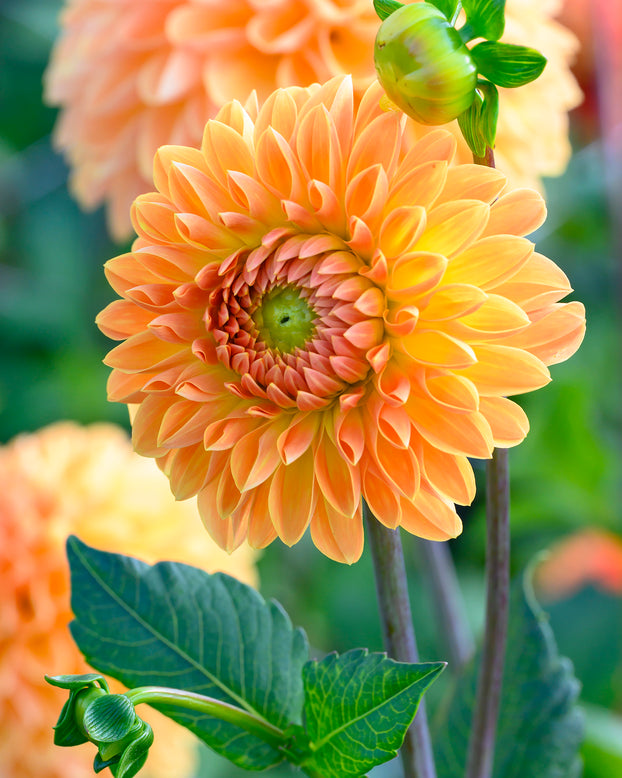 Dahlia 'Amber Crystal'