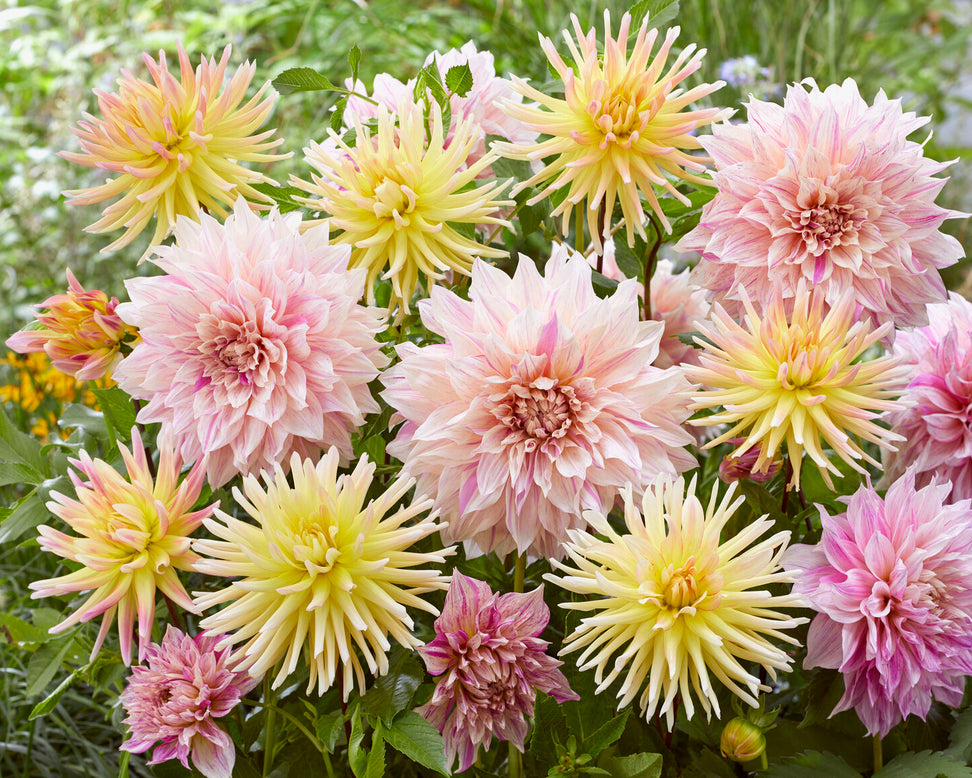 Dahlia collection 'Banana Latte'