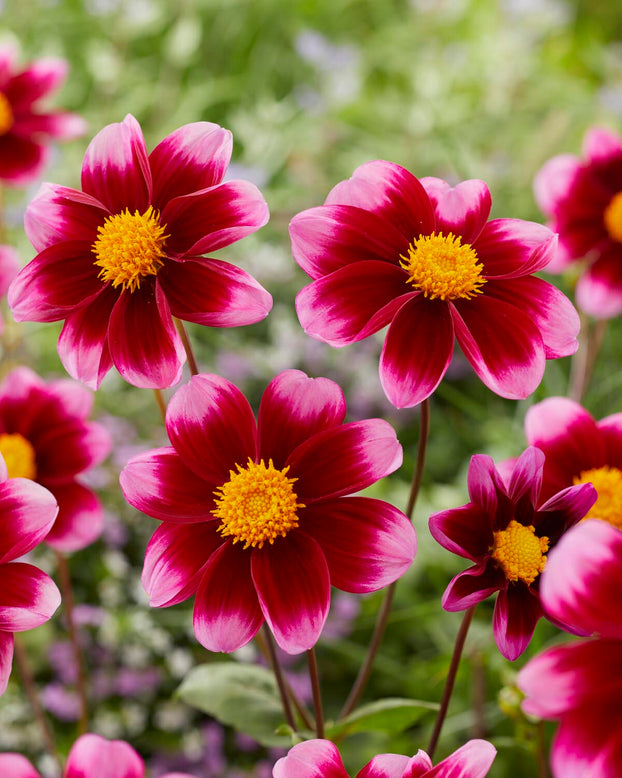 Dahlia 'Bashful'