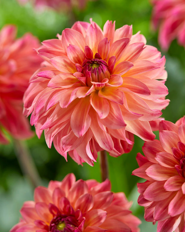 Dahlia 'Belfloor'