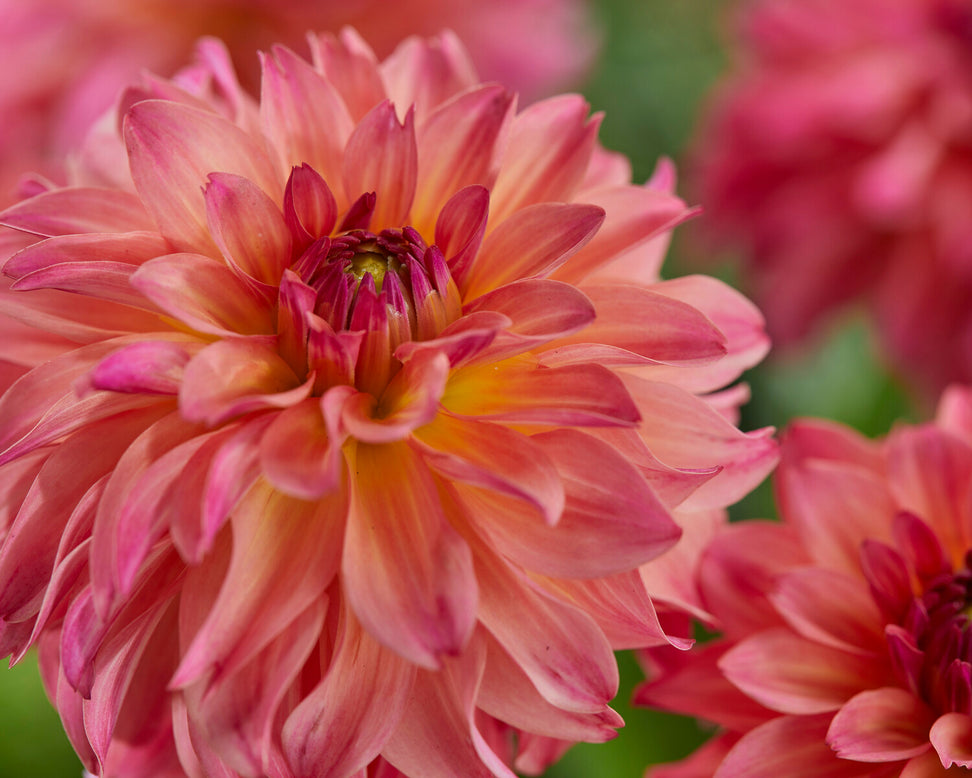 Dahlia 'Belfloor'