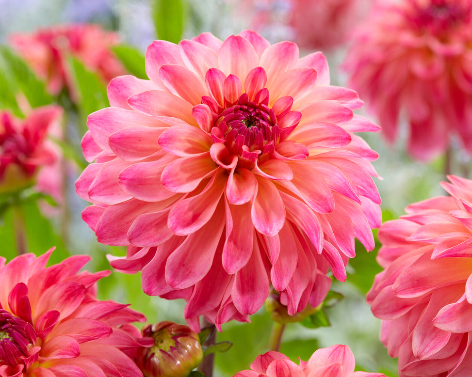 Dahlia 'Belfloor'