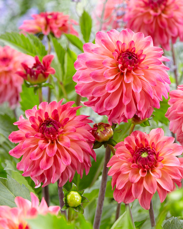 Dahlia 'Belfloor'