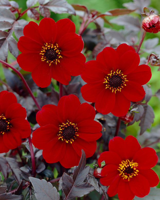 Dahlia 'Bishop of Auckland'
