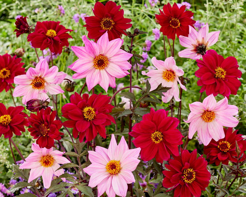 Dahlia 'Bishop of Canterbury'
