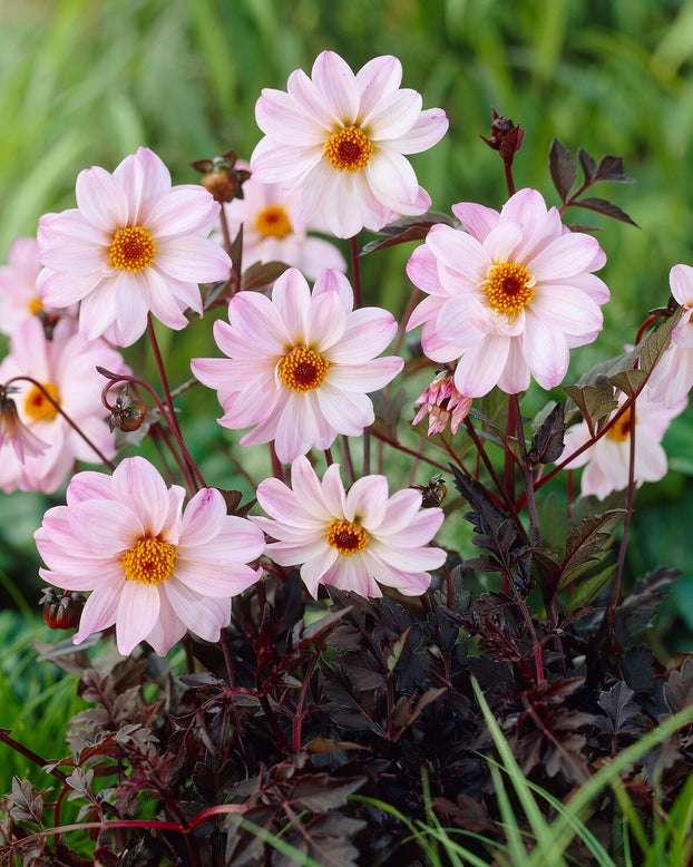 Dahlia 'Bishop of Leicester'