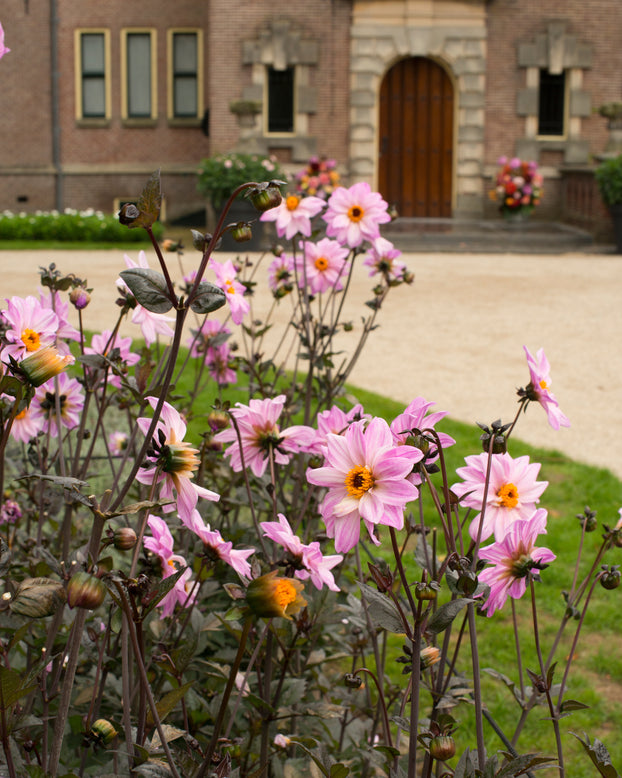 Dahlia 'Bishop of Leicester'