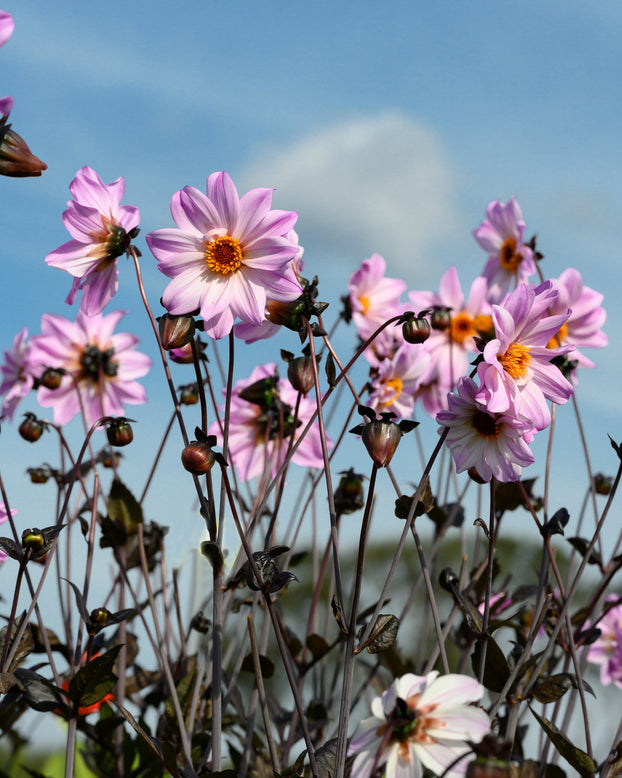 Dahlia 'Bishop of Leicester'