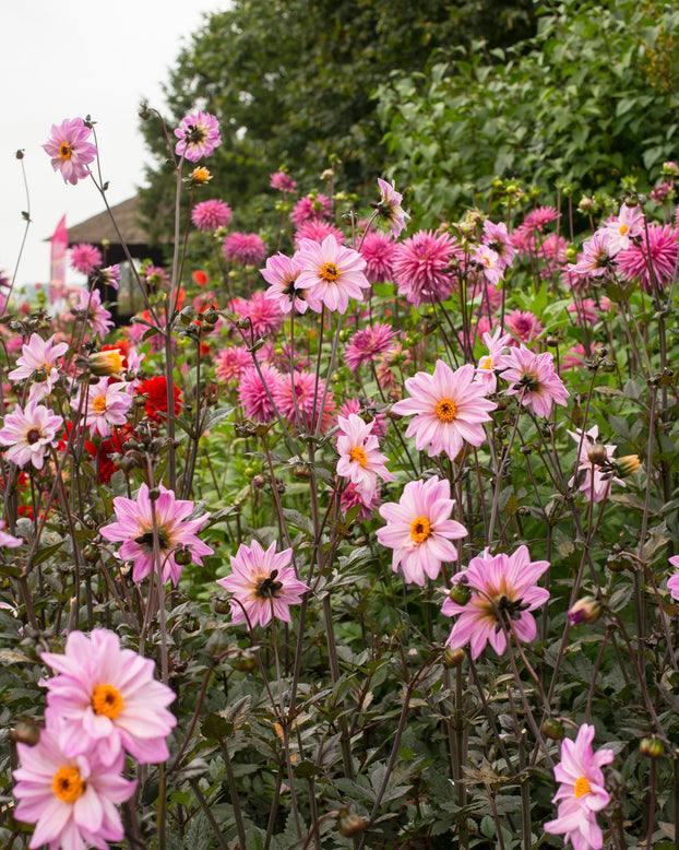 Dahlia 'Bishop of Leicester'