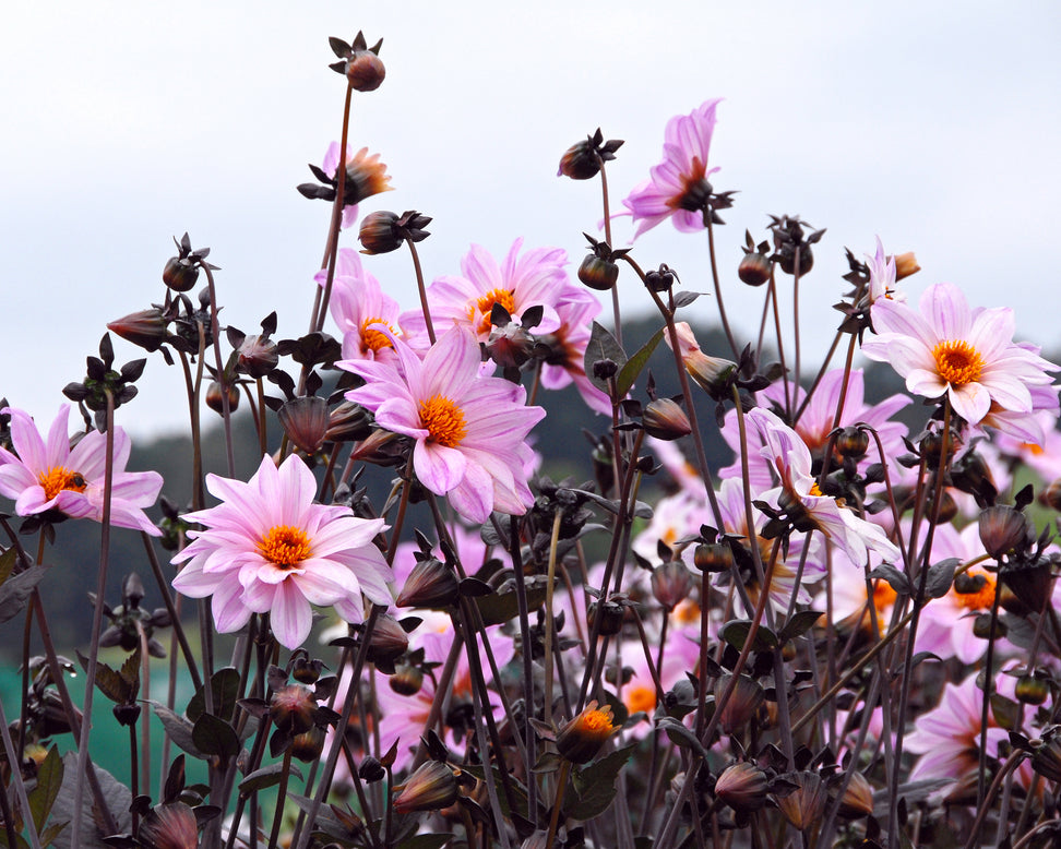 Dahlia 'Bishop of Leicester'