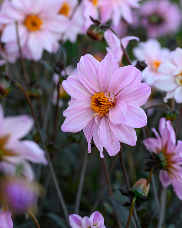 Dahlia 'Bishop of Leicester'