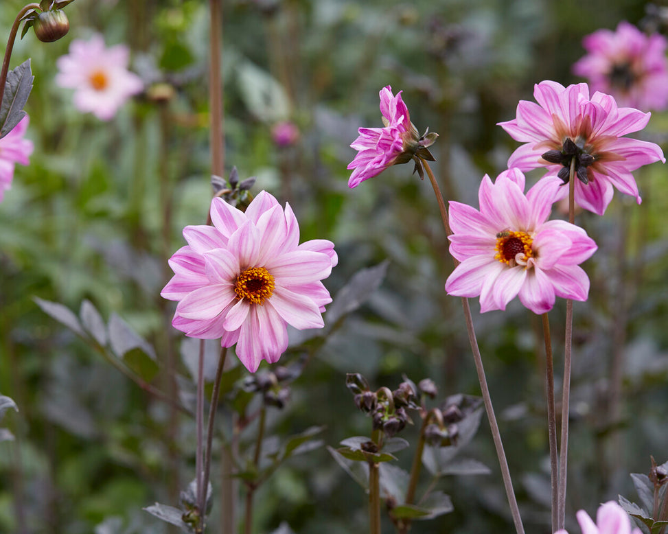 Dahlia 'Bishop of Leicester'