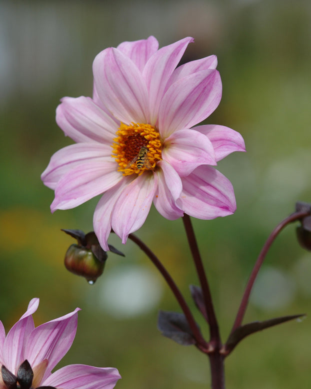 Dahlia 'Bishop of Leicester'