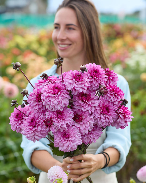 Dahlia 'Bizon Purple Lady'