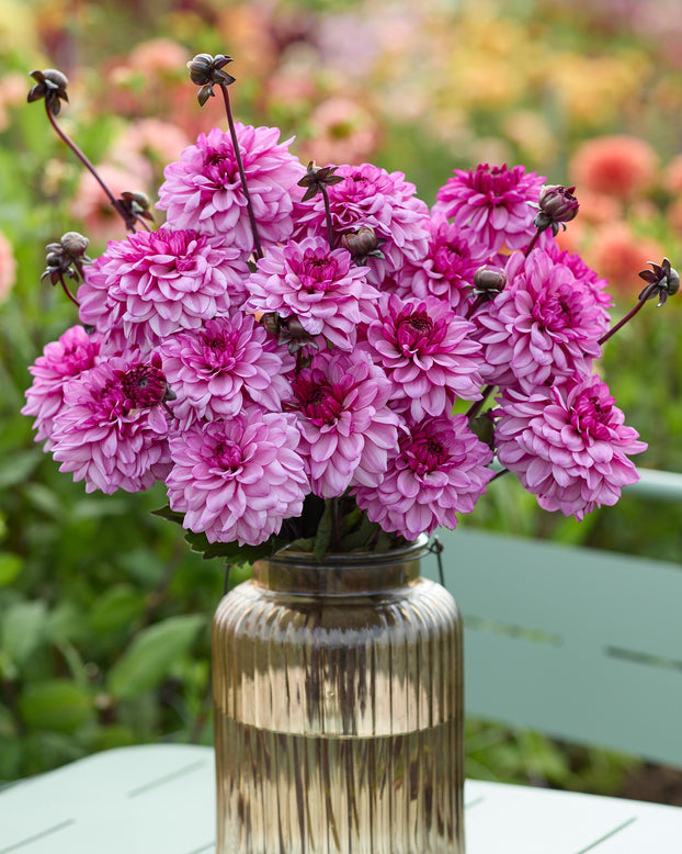 Dahlia 'Bizon Purple Lady'