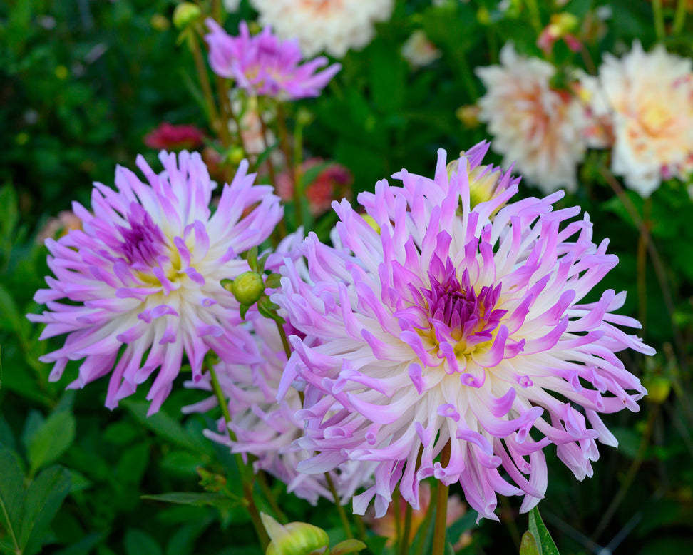 Dahlia 'Bold Accent'