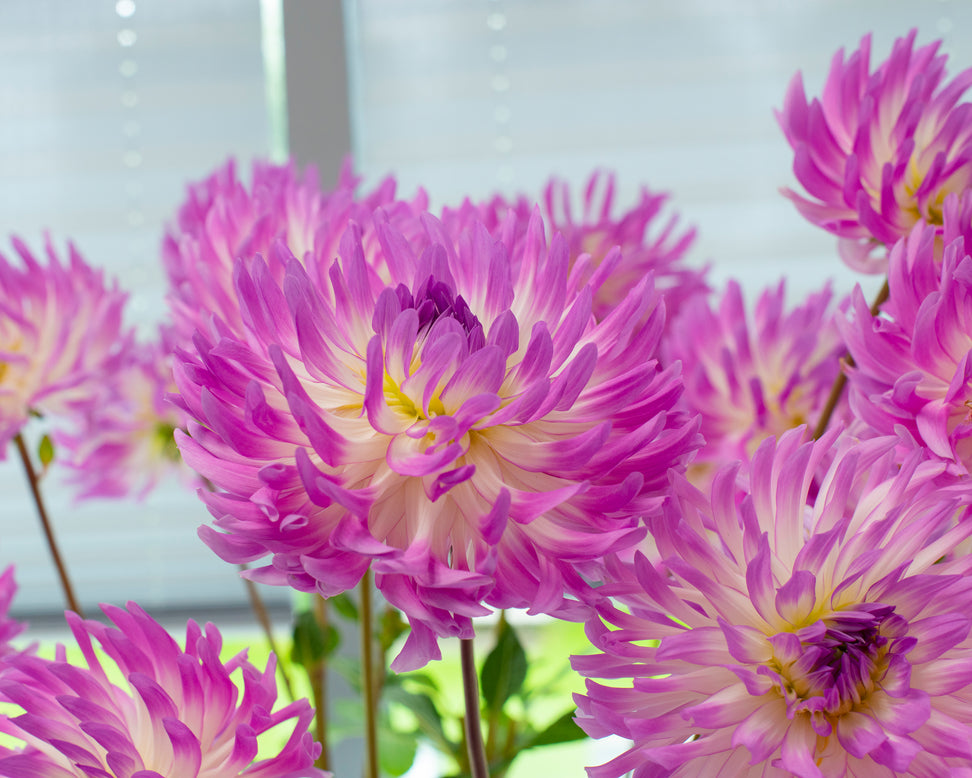 Dahlia 'Bold Accent'