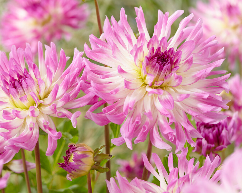 Dahlia 'Bold Accent'