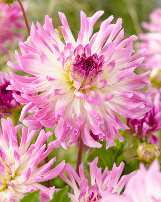 Dahlia 'Bold Accent'