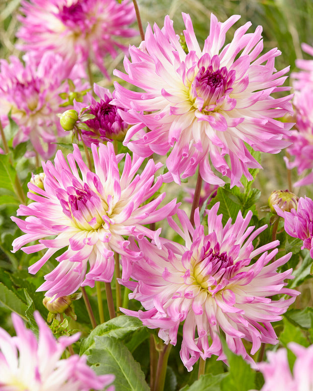 Dahlia 'Bold Accent'
