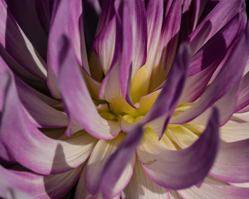 Dahlia 'Bold Accent'