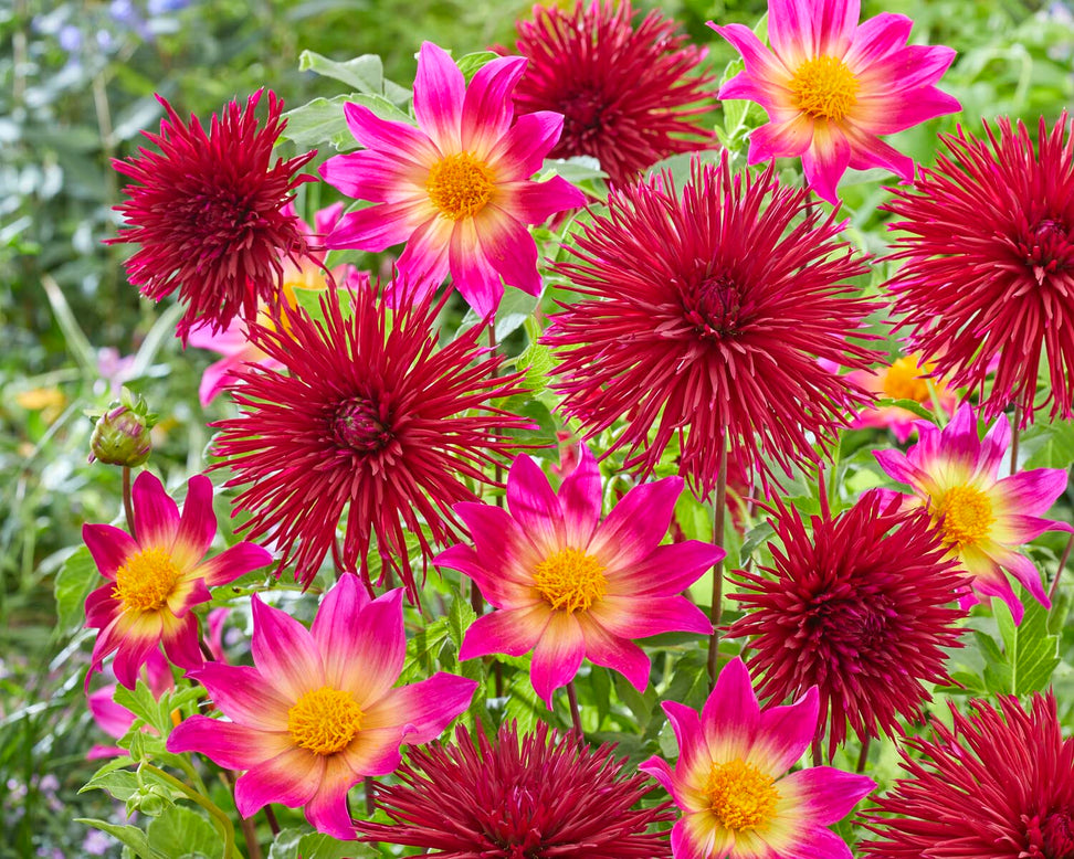 Dahlia 'Bright Eyes'