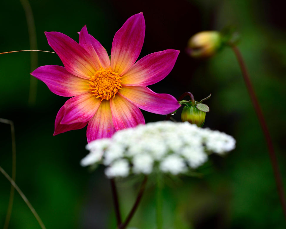 Dahlia 'Bright Eyes'