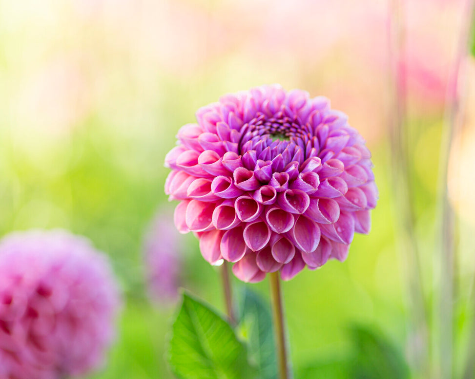 Dahlia 'Caitlin’s Joy'
