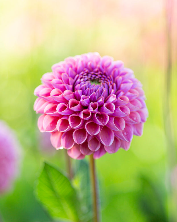 Dahlia 'Caitlin’s Joy'