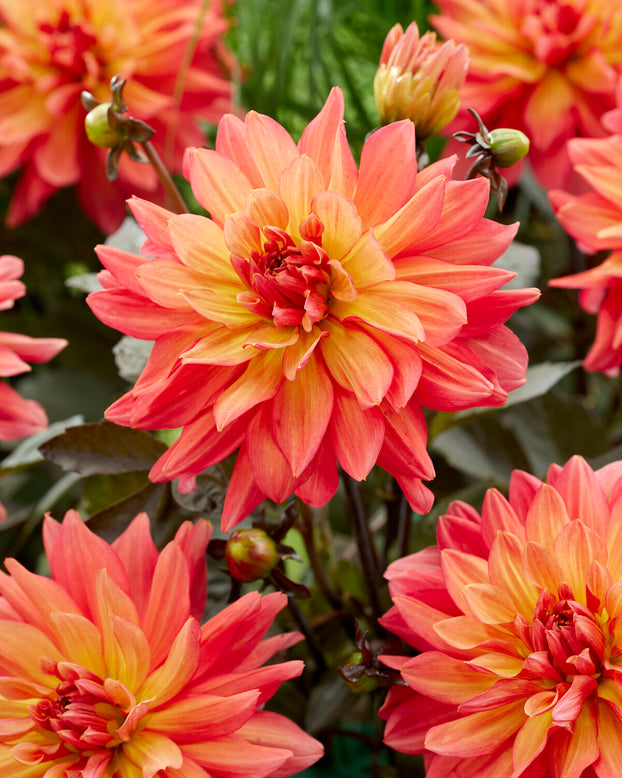 Dahlia 'Camelot'