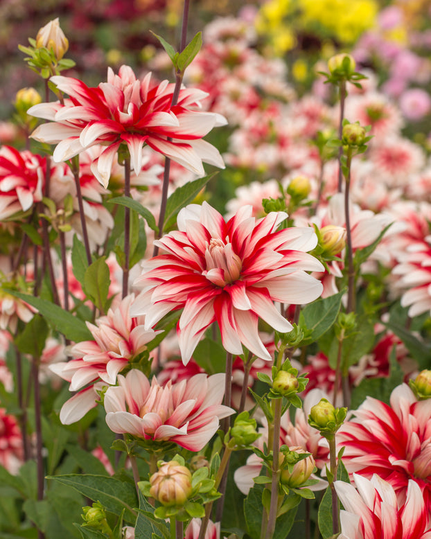 Dahlia 'Catching Fire'