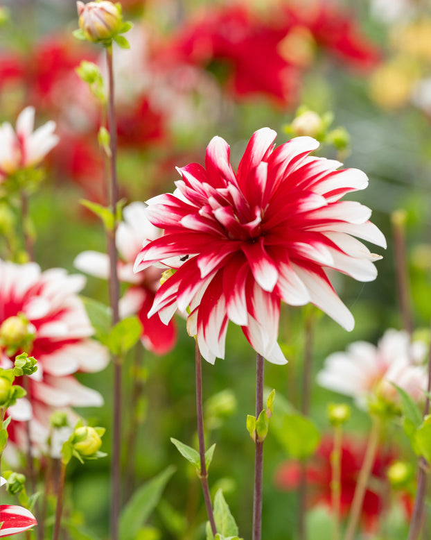 Dahlia 'Catching Fire'