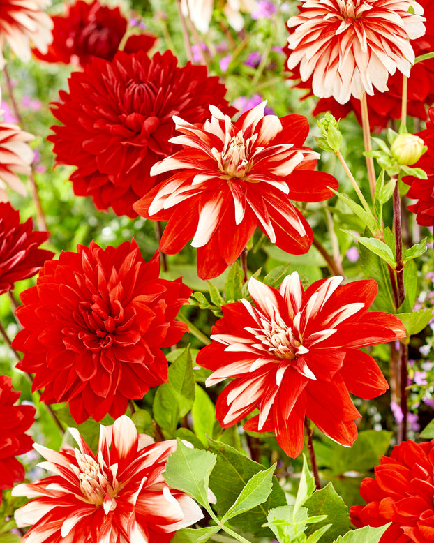 Dahlia 'Catching Fire'