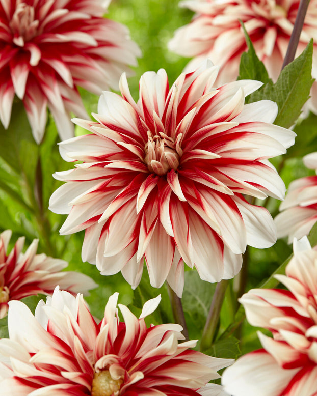 Dahlia 'Catching Fire'