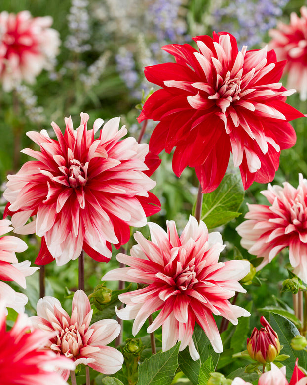 Dahlia 'Catching Fire'