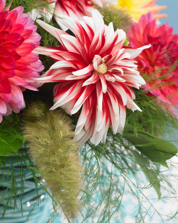 Dahlia 'Catching Fire'