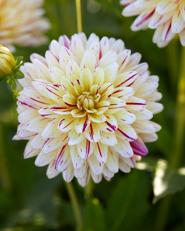 Dahlia 'Crème Silence'